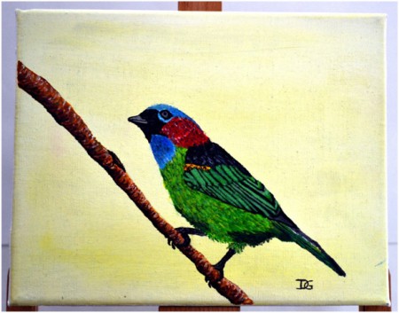 TANGARA A NUQUE ROUGE, toile acrylique 24X19. Prix : 50 €